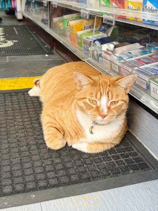 Real bodega cat from NYC